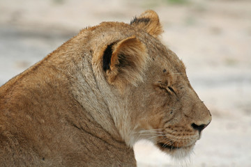 Löwin, Südafrika, wildlife