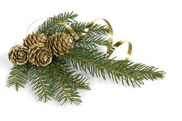 Twig of the spruce decorated with cones