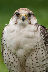 Falke