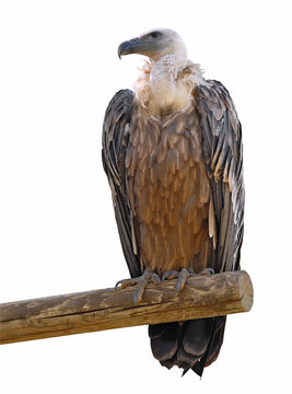 D&eacute;tourage d'un vautour fauve sur un perchoir