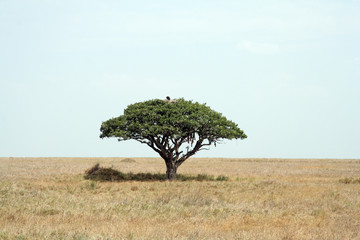 Obraz premium Leberwurstbaum mit Adler im Nest