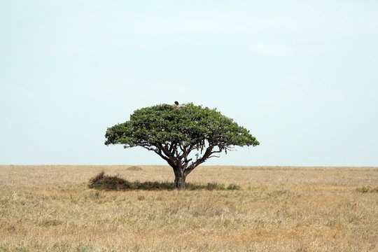 Leberwurstbaum mit Adler im Nest