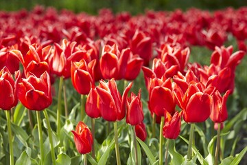 Fototapeta premium Tulpe rot 01