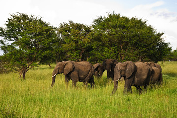 Elephants
