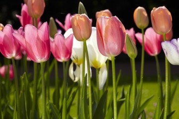 Tulpe pink 02