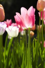 Tulpe pink 03