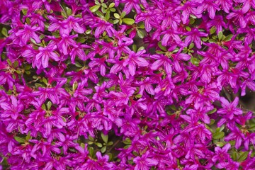 Fototapeta premium Rhododendron 02