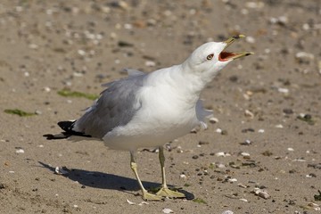 gabbiano