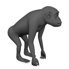 Obraz premium chimpanzee