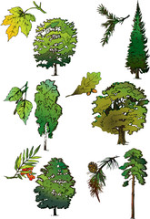 Trees and their leaves. Vector art-illustration.