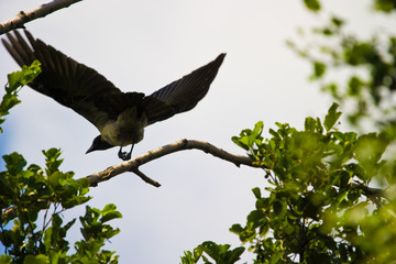 wild bird
