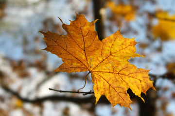 autumnal leaf