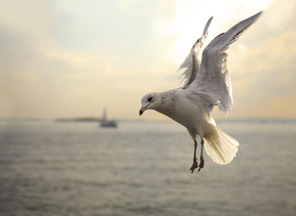 seagull