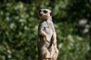 Fototapeta premium Meerkat