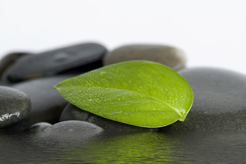 Grünes Blatt und Wasser