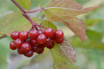 Beeren