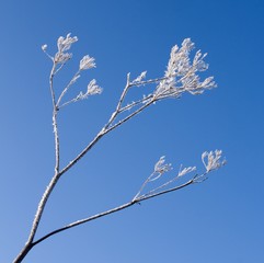 Hoar-frosted branch