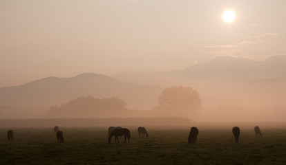 Obraz na płótnie Canvas Pferde im Nebel bei Sonnenaufgang