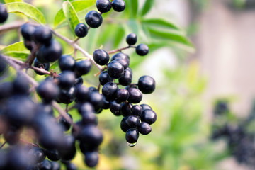 Black berries
