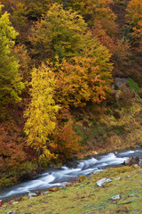 Obraz premium Autumn brook