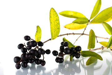 Black berries