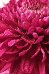 Chrysanthemum close-up