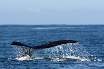 Obraz premium Queue de baleine