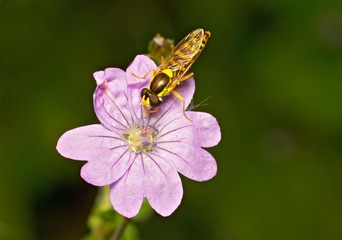 flower fly