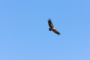 bird of prey, Serra de Mogadouro, Portugal