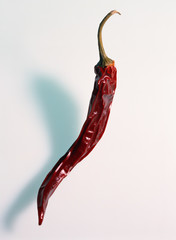 Chilischote rot