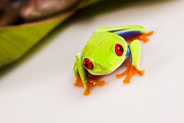 Colorful frog