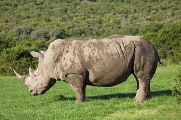 Foto op Plexiglas White rhino © Melissa Schalke