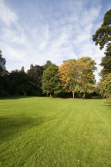 Fototapeta na wymiar Landscape with green grass and trees