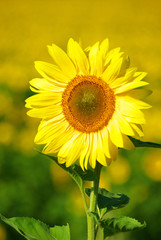 Fototapeta premium sunflower
