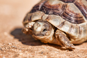 Spur-thighed Tortoise