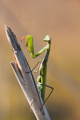 Mantis religiosa