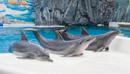 Dolphin