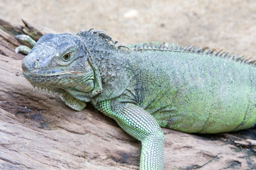 Fototapeta premium Iguana
