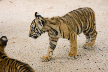 Tiger cub