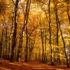Forest in autumn