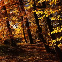 Forest in autumn