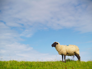 sheep on pasture