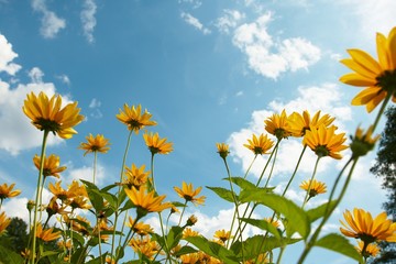 Fototapeta na wymiar Yellow flowers against blue sky