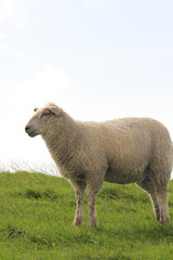 Obraz premium sheep on pasture