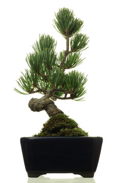 Pinus parviflora (bonsai)