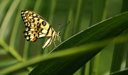 schmetterling