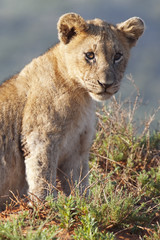 lion cub