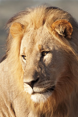 Male lion