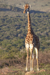 giraffe