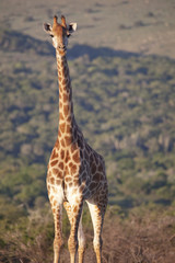 giraffe